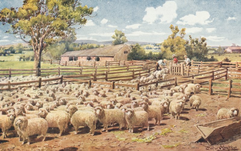 Scena na australijskiej stacji owiec (kolor lito) autorstwa Louis Fairfax Muckley