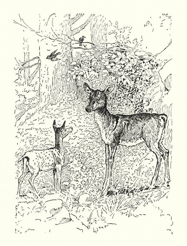 Płomykówka i jej matka (litografia) autorstwa Louis John Rhead