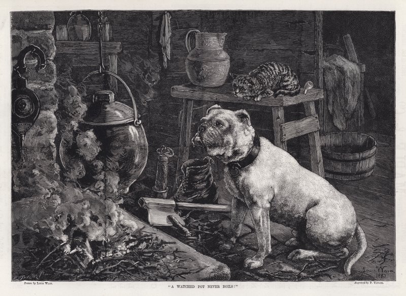 „Obserwowany garnek nigdy się nie gotuje!” (rytownictwo) autorstwa Louis Wain