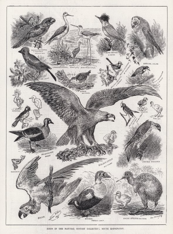 Ptaki w kolekcji historii naturalnej, South Kensington (grawerowanie) autorstwa Louis Wain