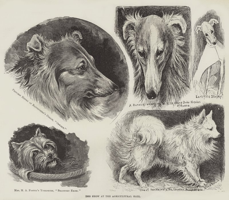 Wystawa w Hali Rolniczej autorstwa Louis Wain