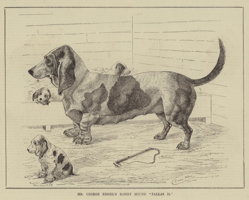 Basset Hound Pallas II pana George