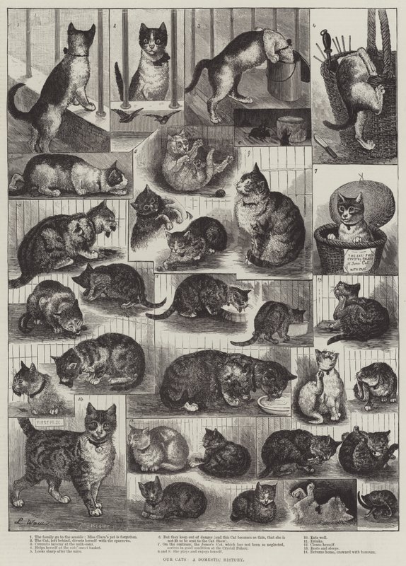 Nasze koty, historia domowa autorstwa Louis Wain