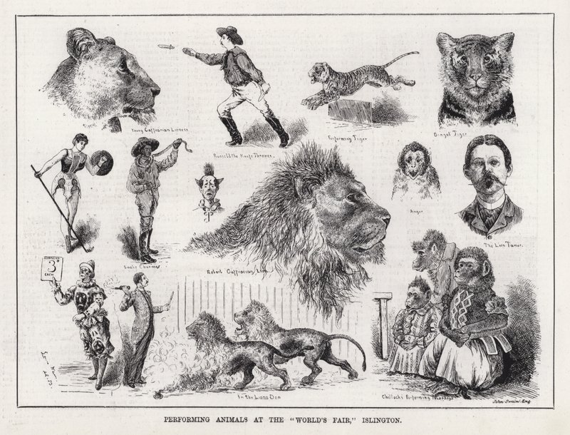 Przedstawienie zwierząt na „Światowych Targach” Islington (grafika) autorstwa Louis Wain