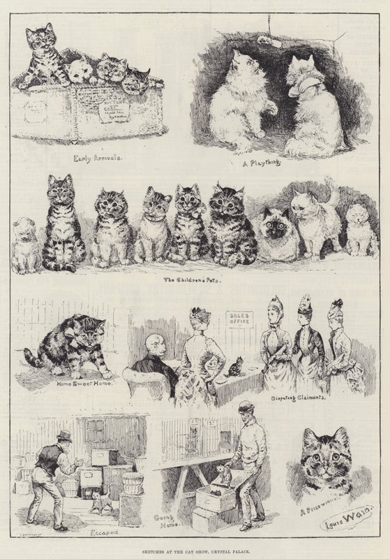 Szkice na wystawie kotów w Crystal Palace autorstwa Louis Wain