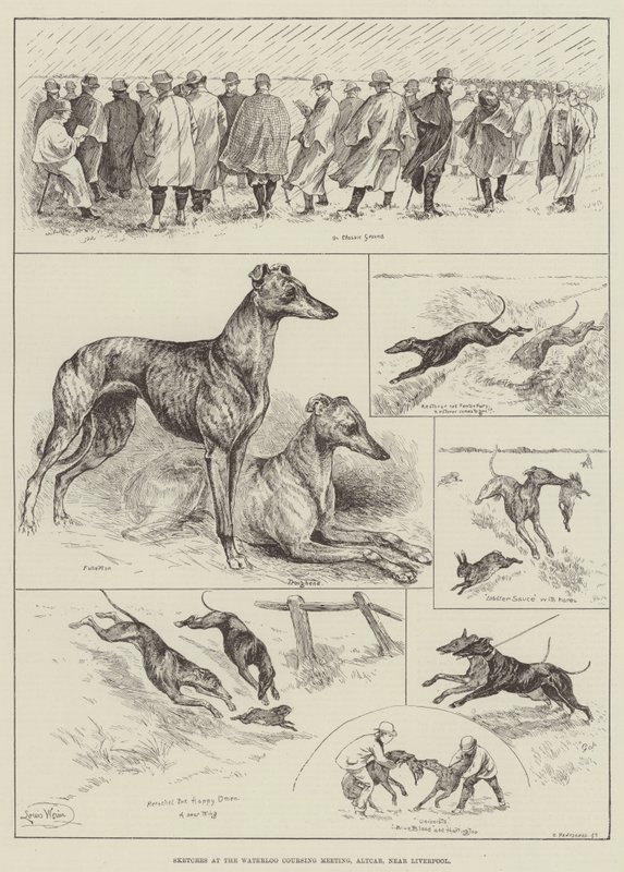 Szkice na Waterloo Coursing Meeting, Altcar, niedaleko Liverpoolu (grawerunek) autorstwa Louis Wain