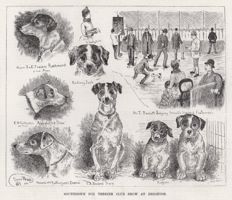 Klubowa Wystawa Foksterierów Southdown w Brighton (grawerowanie) autorstwa Louis Wain