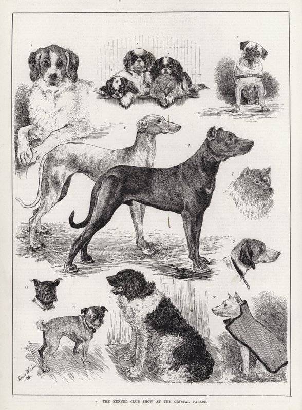 Klubowa Wystawa Kynologiczna w Crystal Palace (grafika) autorstwa Louis Wain