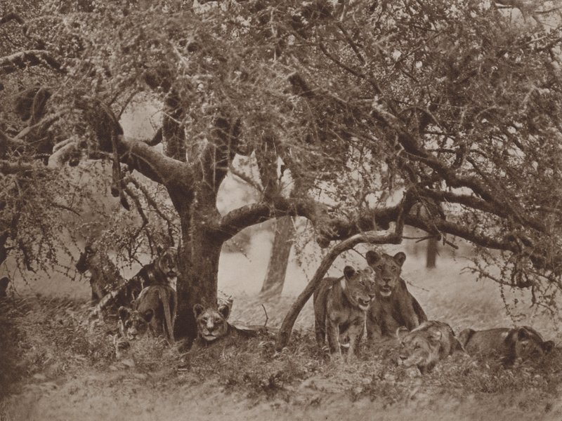 Niespokojna sjesta autorstwa Marcuswell Maxwell