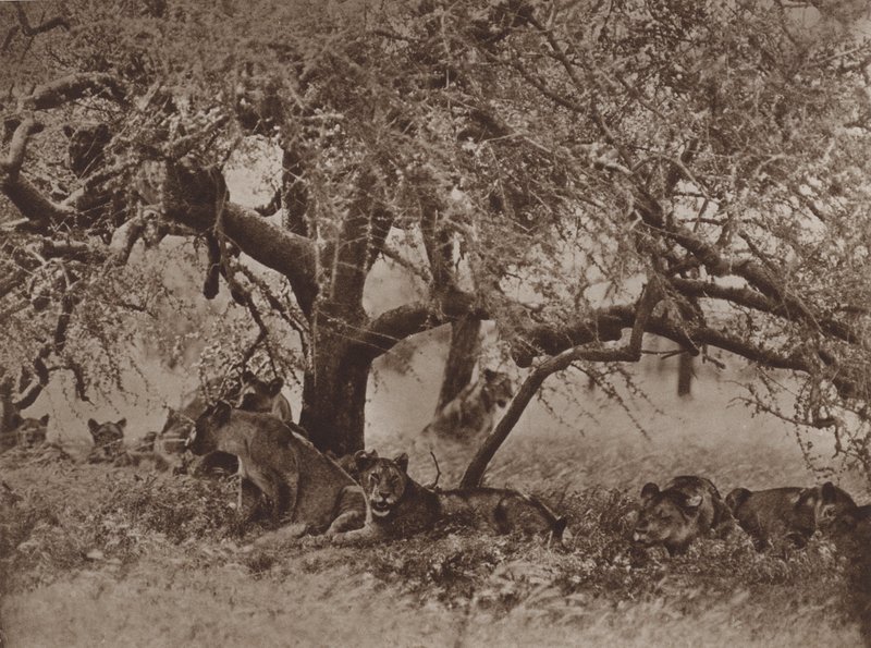 Niespokojna sjesta autorstwa Marcuswell Maxwell