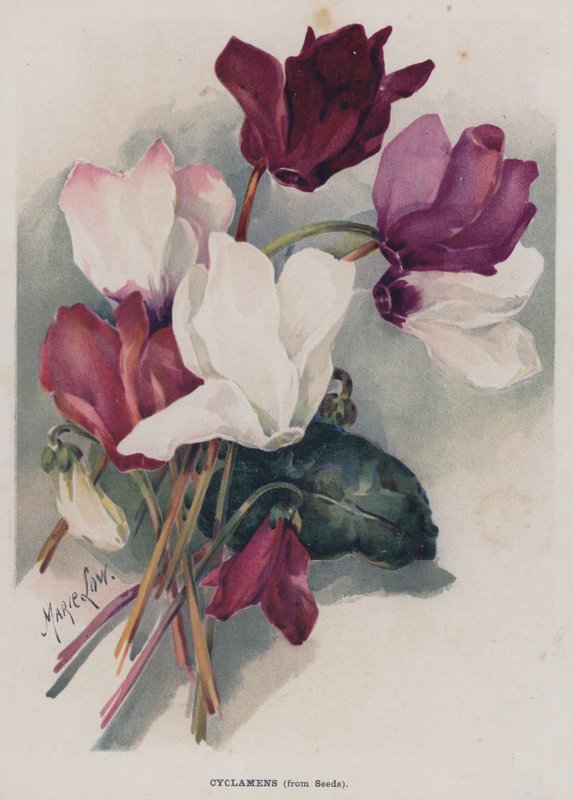 Cyklameny z nasion autorstwa Marie Low