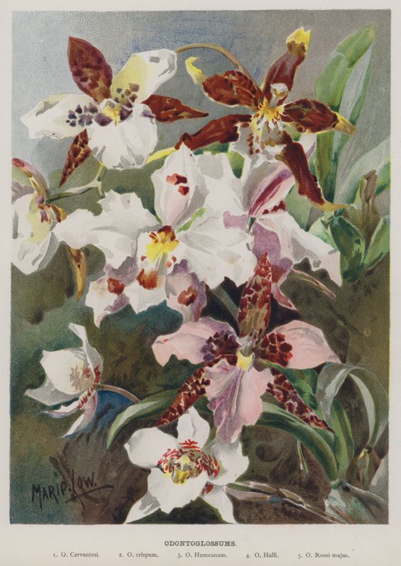 odontoglossum autorstwa Marie Low
