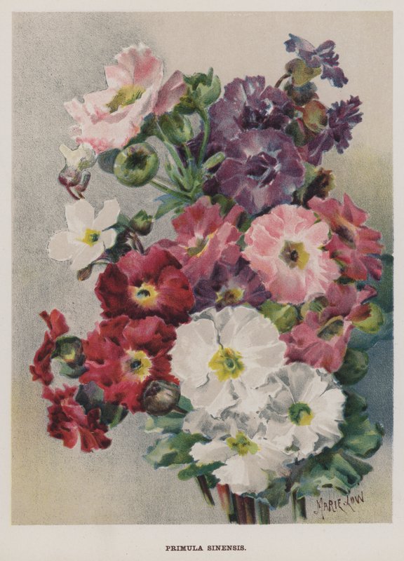 Primula Sinensis autorstwa Marie Low