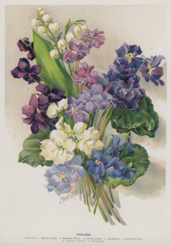 Fiołki autorstwa Marie Low