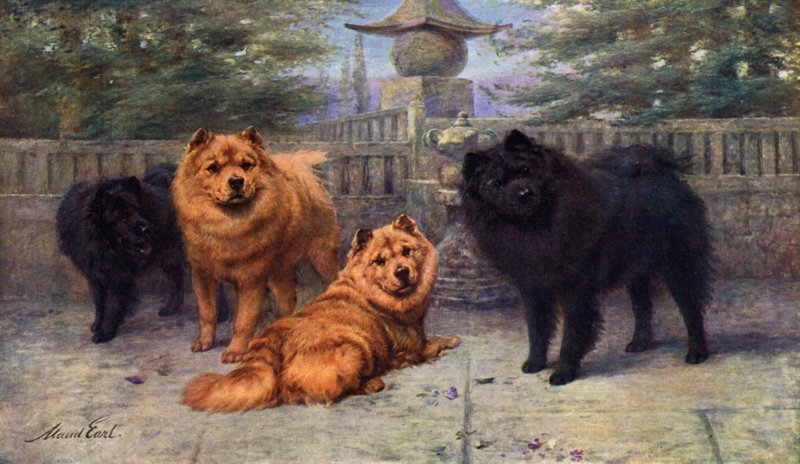Cztery Czempiony Chow-Chow należące do Pani Scaramanga autorstwa Maud Earl