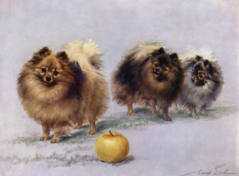 Trzy z Mrs Hall Walkers Champion Pomorzan autorstwa Maud Earl