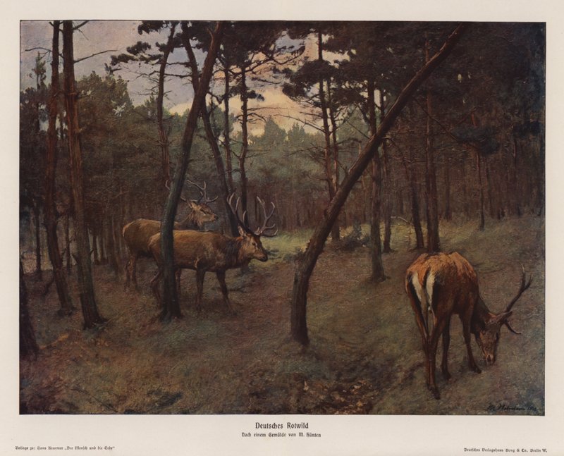 Jeleń niemiecki (kolorowa litografia) autorstwa Max Hunten Hunten