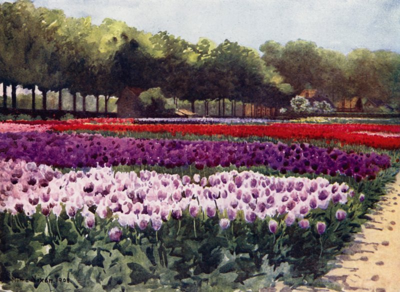 Tulipany Darwina (kolor lito) autorstwa Mima Nixon