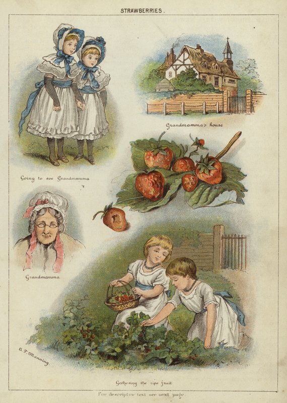 Truskawki (chromolitho) autorstwa Miss Eliza F. Manning