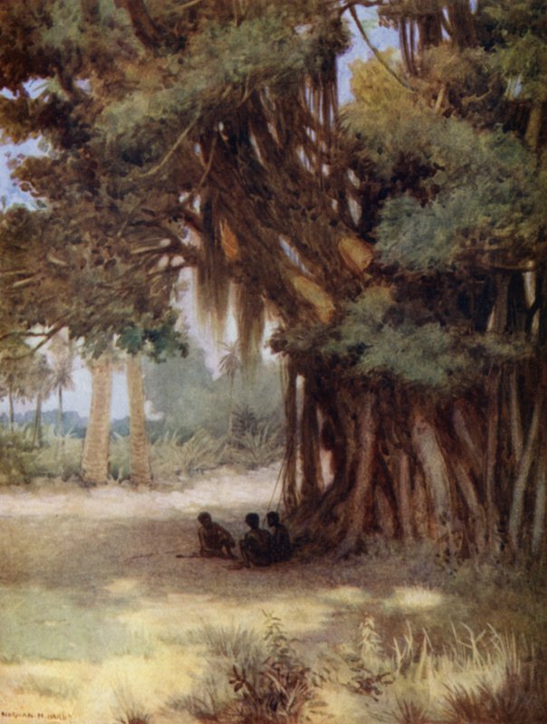 Pod drzewem Banyan, Wyspa Malekula, Nowe Hebrydy (członkowie kolorowi) autorstwa Norman Hardy