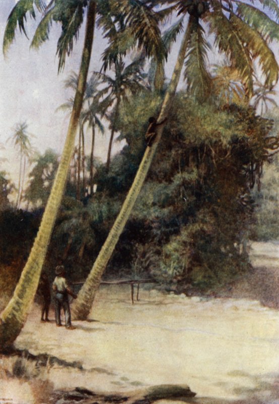 Solomon Island Boy wspina się po zielonych orzechach kakaowych, niedaleko Gavutu, Nowa Floryda (kolor lito) autorstwa Norman Hardy