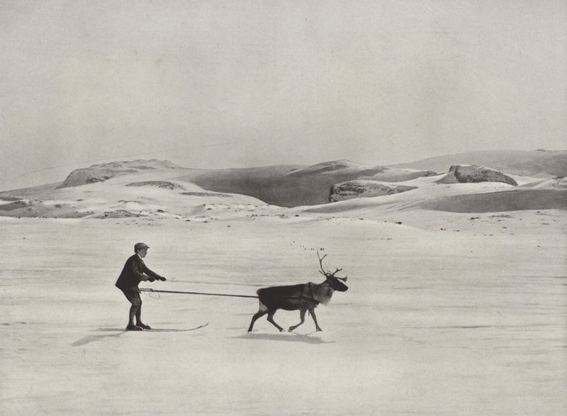 Jazda na nartach z reniferami w górach autorstwa Norwegian Photographer