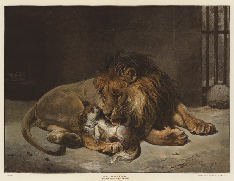 Przyjaciel (chromolitho) autorstwa Paul Friedrich Meyerheim