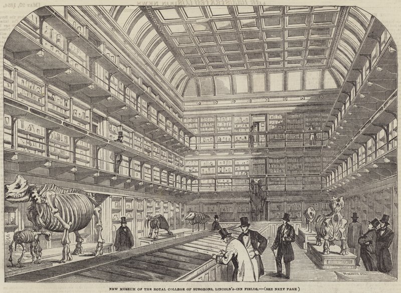Nowe Muzeum Królewskiego Kolegium Chirurgów, Lincoln