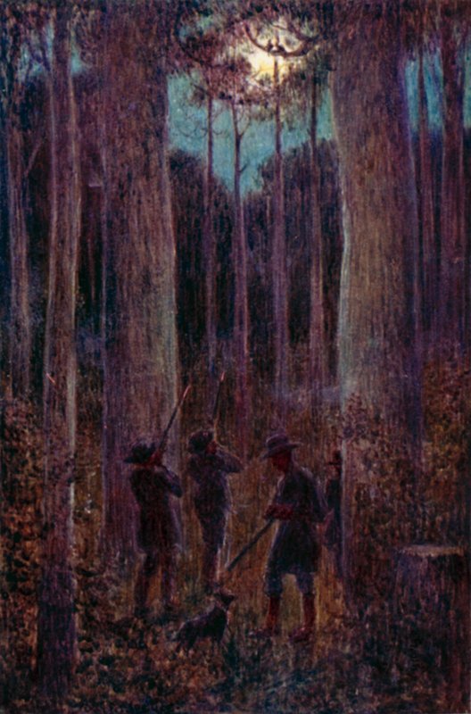 Australijski las nocą, „księżycowe” oposy (kolor lito) autorstwa Percy F.S. (after) Spence