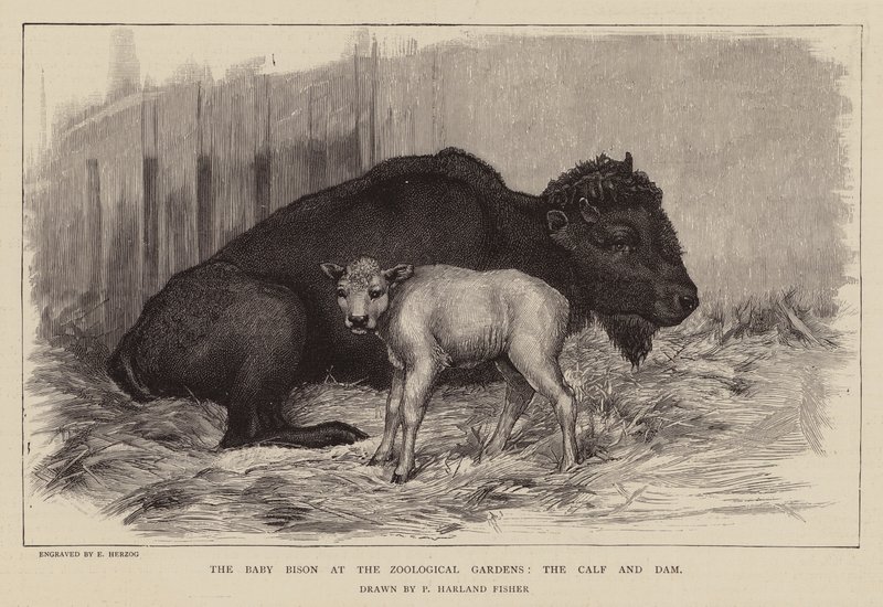 Żubr i cielę w londyńskim zoo (rycina) autorstwa Percy Harland Fisher