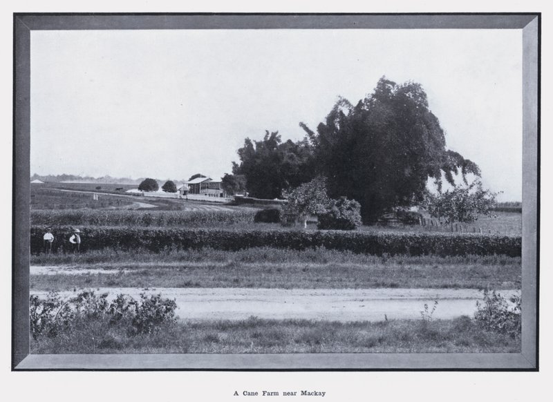 Farma trzciny cukrowej w pobliżu Mackay (zdjęcie czarno-białe) autorstwa Photographer Australian
