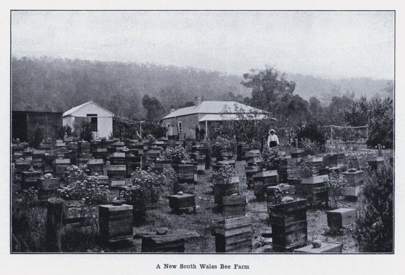 Farma pszczół w Nowej Południowej Walii (zdjęcie czarno-białe) autorstwa Photographer Australian