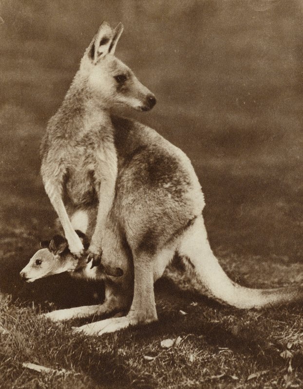 Mały kangur wyglądający z torby matki, Australia (zdjęcie czarno-białe) autorstwa Photographer Australian