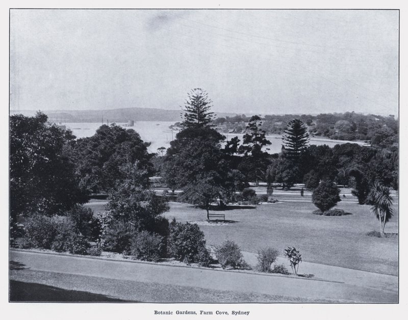 Ogrody Botaniczne, Farm Cove, Sydney (zdjęcie czarno-białe) autorstwa Photographer Australian