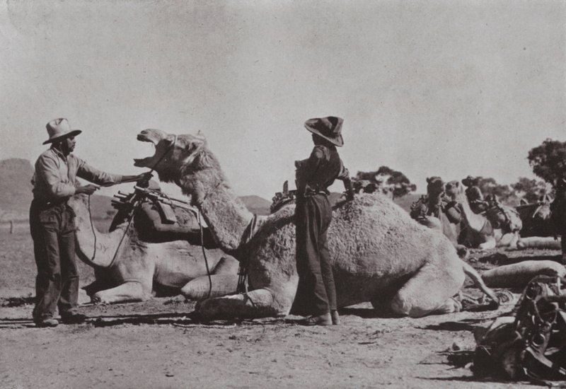 Zespoły wielbłądów z Aborygenami odpowiedzialnymi za dostarczanie wysuniętych stanowisk w Australii Środkowej (zdjęcie czarno-białe) autorstwa Photographer Australian