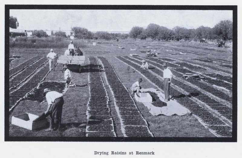 Suszenie rodzynek w Renmark (zdjęcie czarno-białe) autorstwa Photographer Australian