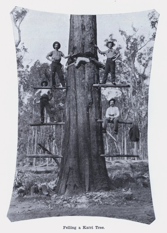 Ścinanie drzewa Karri (zdjęcie czarno-białe) autorstwa Photographer Australian