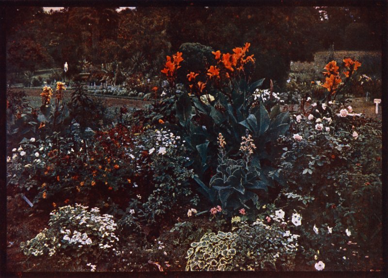 Kwietnik w Ogrodach Botanicznych, Sydney, Nowa Południowa Walia, Australia (kolorowe zdjęcie) autorstwa Photographer Australian
