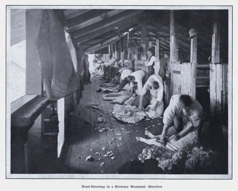 Ręczne strzyżenie w Riverina Woolshed, Merribee (zdjęcie czarno-białe) autorstwa Photographer Australian