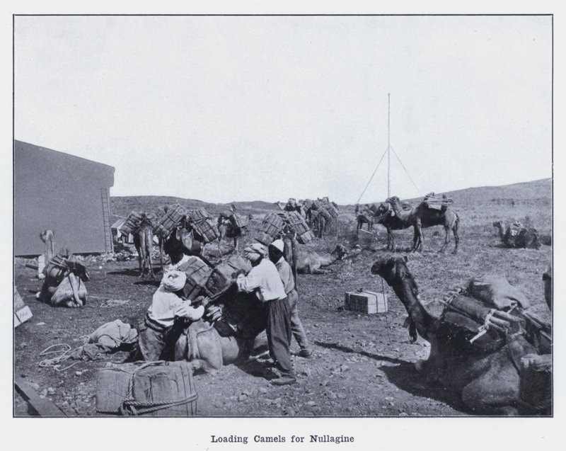 Ładowanie wielbłądów do Nullagine (zdjęcie czarno-białe) autorstwa Photographer Australian