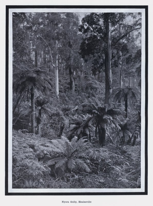 Nyora Gully, Healesville (czarno-białe zdjęcie) autorstwa Photographer Australian