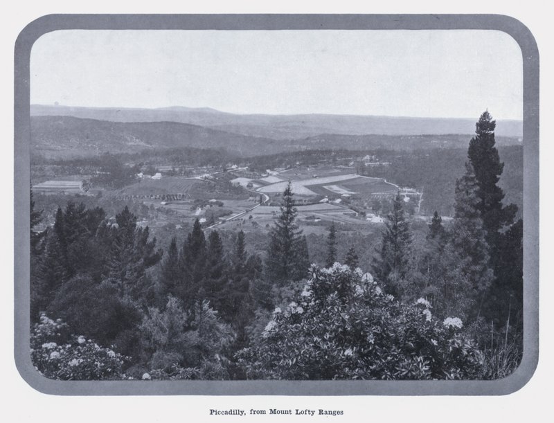 Piccadilly, z Mount Lofty Ranges (zdjęcie czarno-białe) autorstwa Photographer Australian