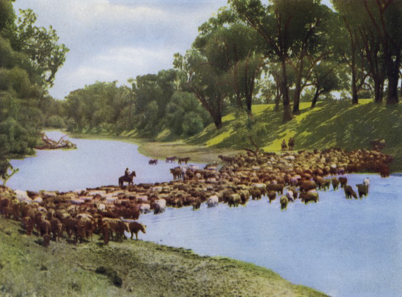 Queensland, Australia: Przewóz bydła w pobliżu Goondiwindi (zdjęcie) autorstwa Photographer Australian