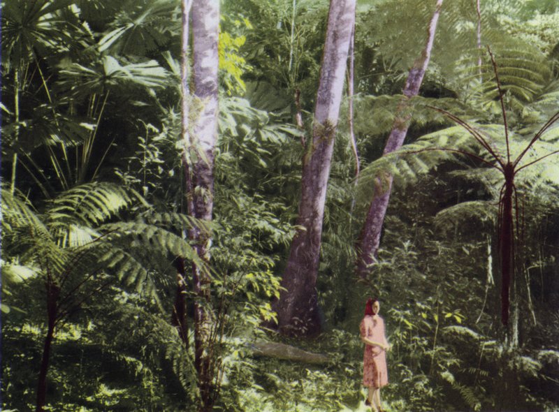 Queensland, Australia: Tropikalna dżungla (zdjęcie) autorstwa Photographer Australian