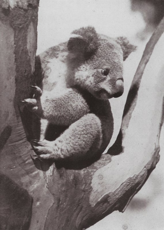 Unikalna koala lub rodzimy niedźwiedź (zdjęcie czarno-białe) autorstwa Photographer Australian