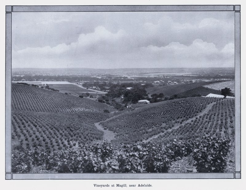 Winnice w Magill, niedaleko Adelaide (zdjęcie czarno-białe) autorstwa Photographer Australian