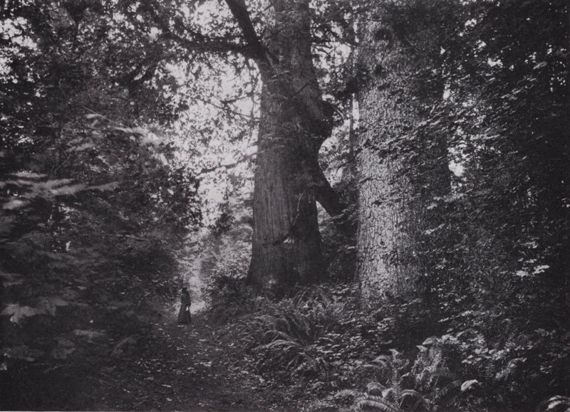Forest Giants, Stanley Park, Vancouver (czarno-białe zdjęcie) autorstwa Photographer Canadian