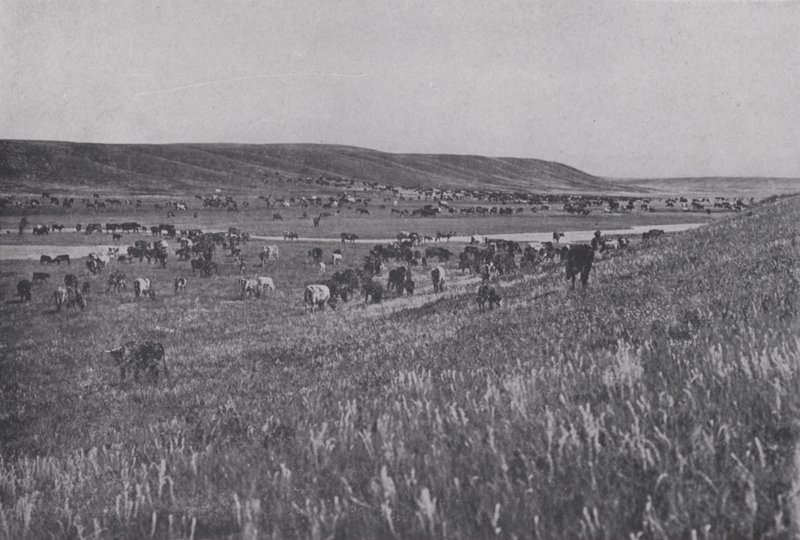 Bydło wybiegowe na Rolling Uplands w Albercie (zdjęcie czarno-białe) autorstwa Photographer Canadian