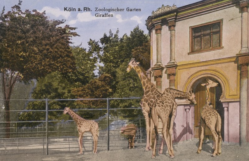 Zoo w Kolonii, żyrafy (zdjęcie) autorstwa Photographer German