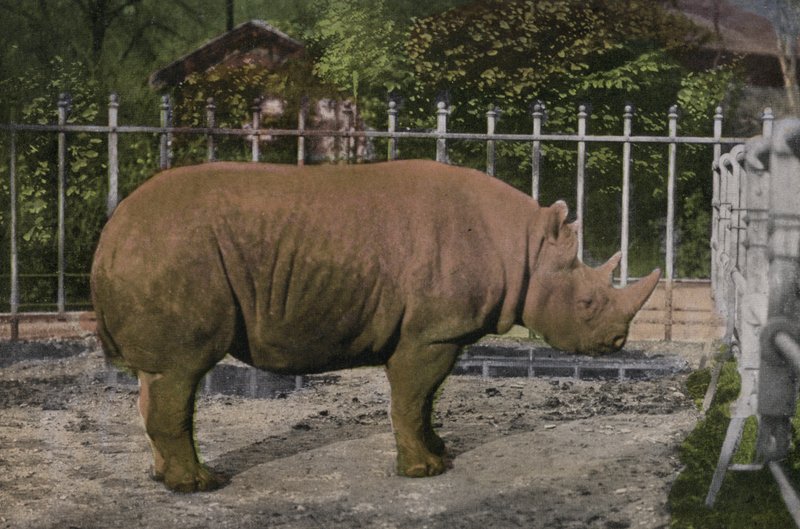 Zoo w Kolonii, Nosorożec (zdjęcie) autorstwa Photographer German